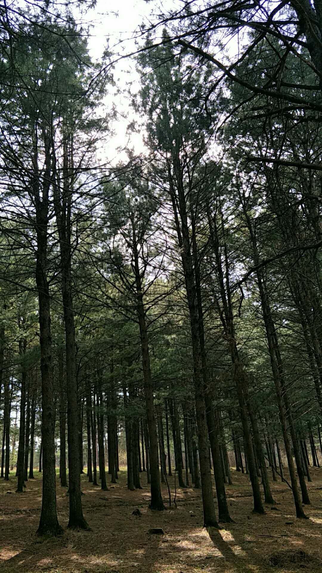 赞美松树的诗句有哪些（描写松树的美句短句）