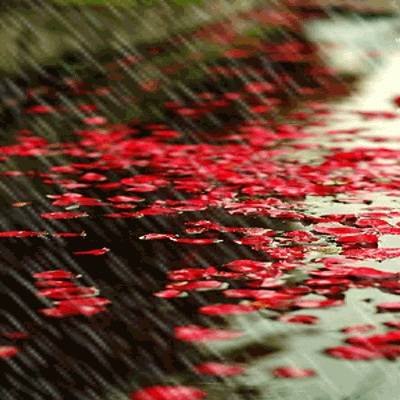 雨的诗句美好句子（有关雨的诗句古诗大全）