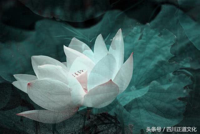 金刚经十大名句唯美（金刚经最核心的一句话分享）
